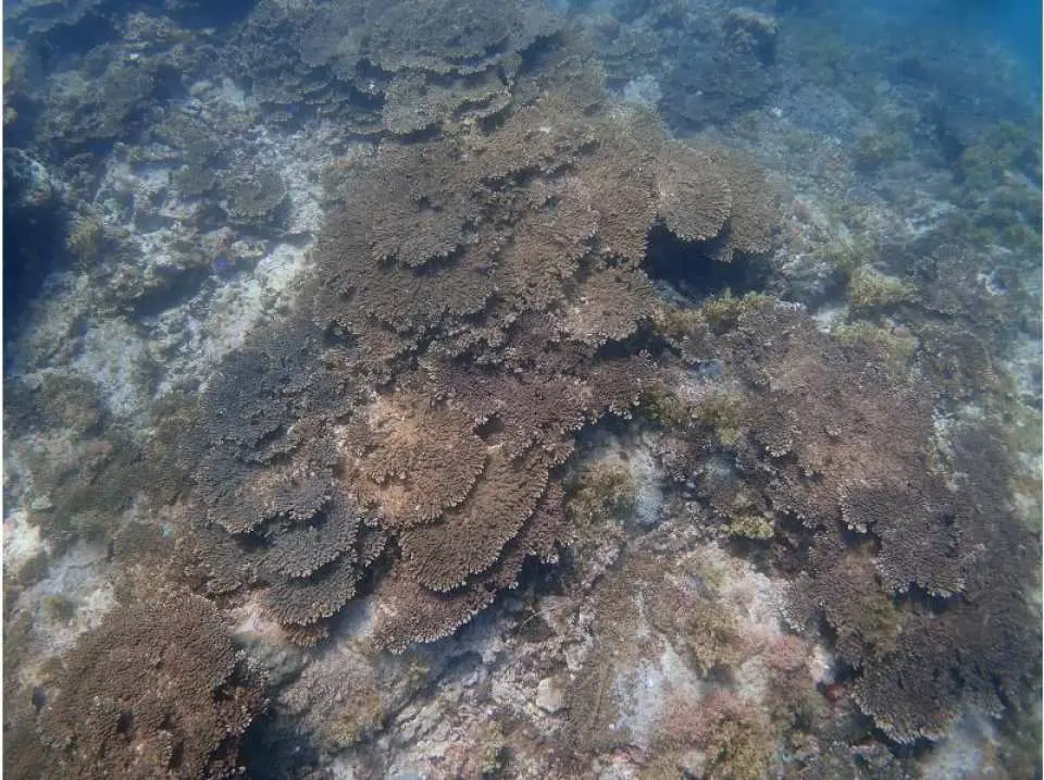 双島のサンゴです