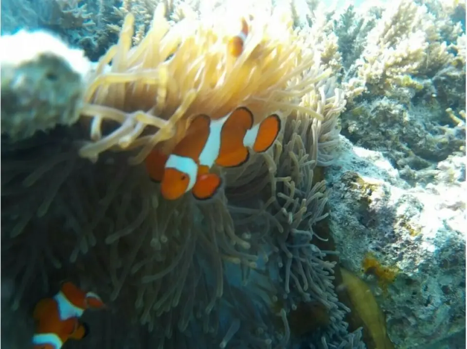 You can even encounter clownfish, familiar from animated films!