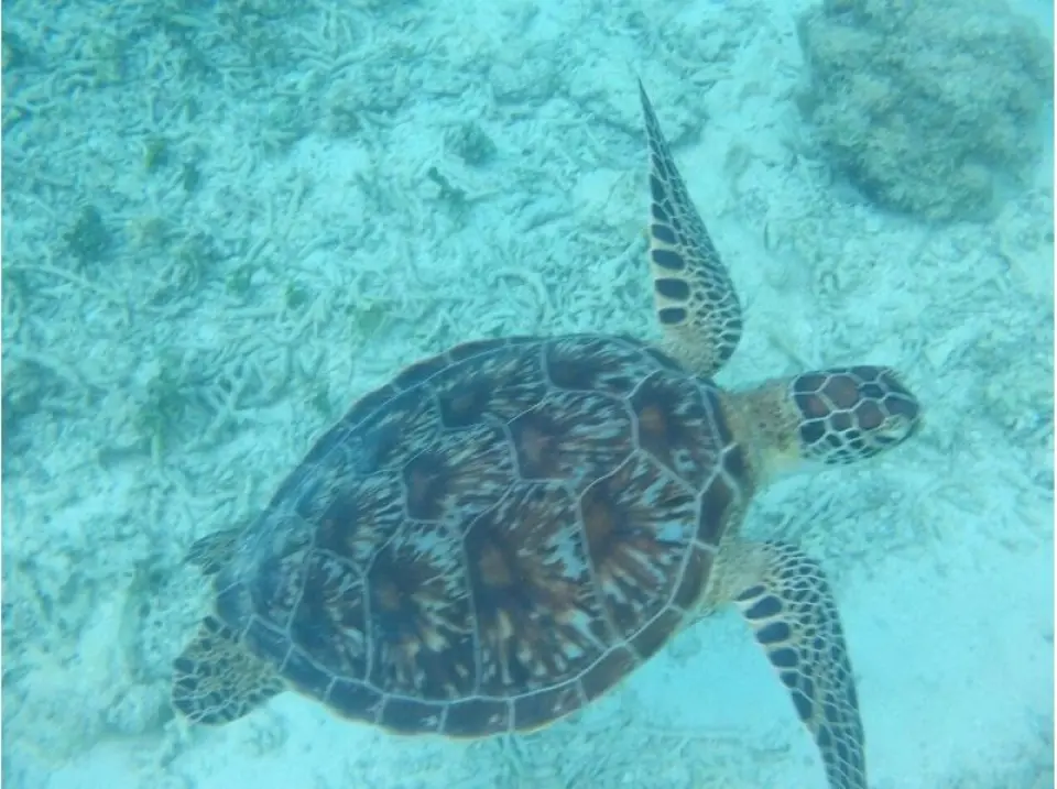 You might even spot a sea turtle!