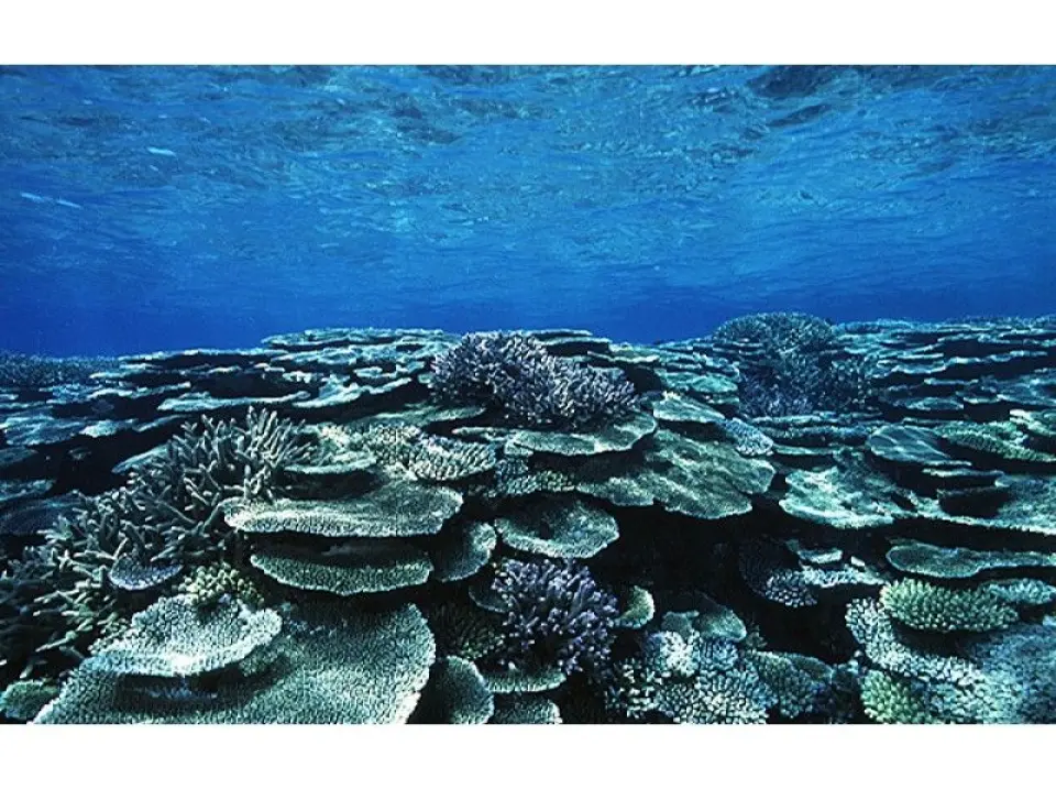 Let's go diving and see the coral reefs that spread out in the sea of ​​Iriomote Island