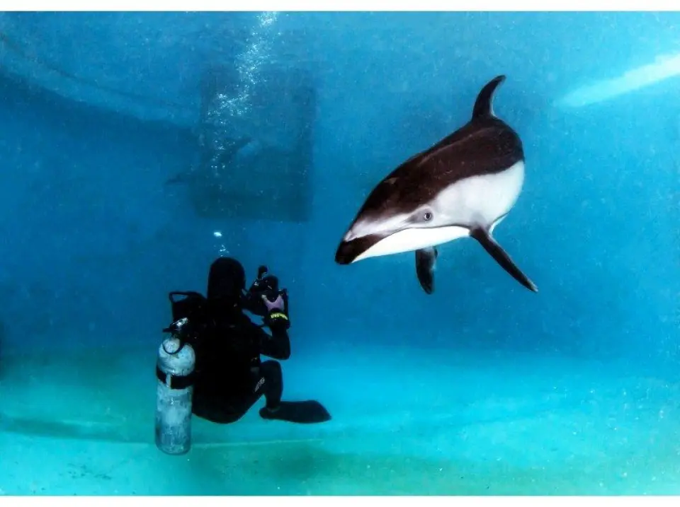 The first experience diving in Japan where you can swim with Pacific white-sided dolphins!