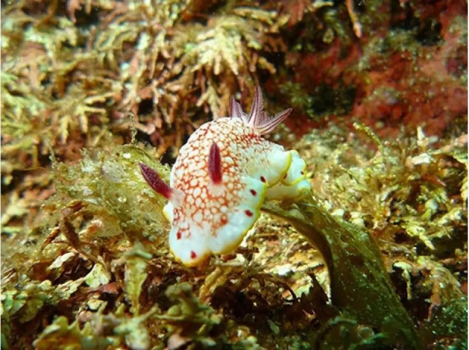 越前ではこんな生物に会えるかも③