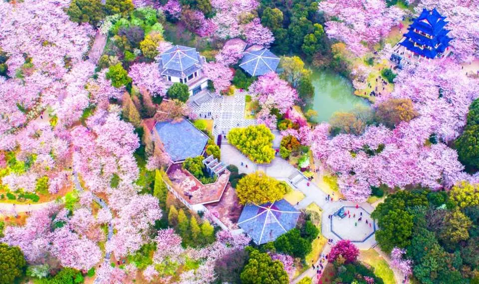 3月16日-4月10日期間，特別安排【世界三大賞櫻勝地之一黿頭渚景區賞櫻】