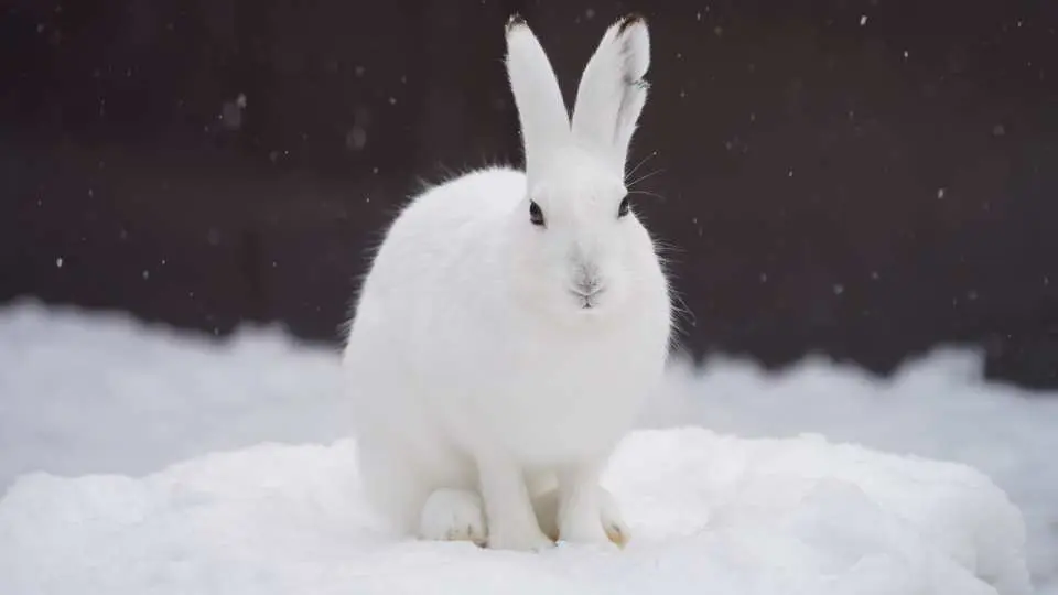 The zoo also keeps many animals unique to Hokkaido, such as the Ezo snow hare, which lives in Hokkaido.