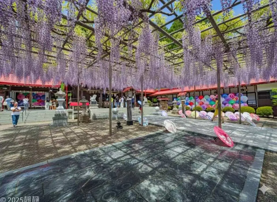 金蛇水神社 九龍藤花