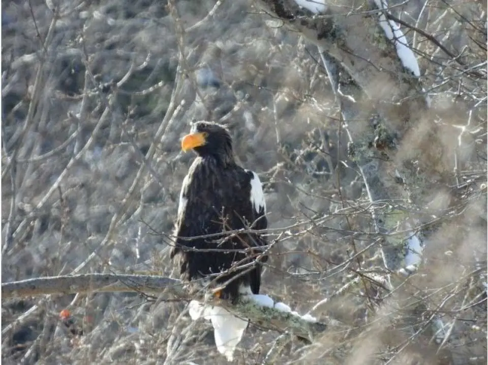You might even encounter a Steller's sea eagle!