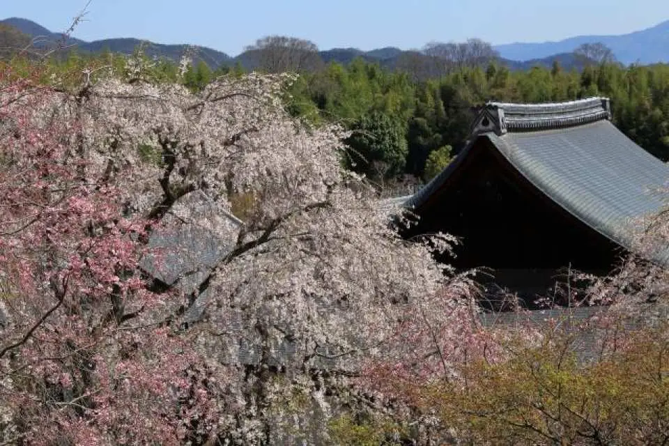 春日的天龍寺，被滿開櫻花輕柔包圍，粉色花影映襯古寺庭園，靜謐中流露出專屬京都的春之風情。