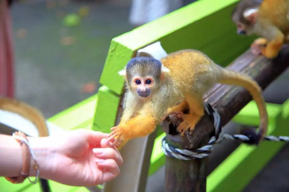 【Ishigaki Yaeyama Folk Village】The park is home to lively and adorable squirrel monkeys, allowing visitors to observe them up close as they live in their natural habitat. It is a very therapeutic experience and is suitable for families and animal lovers.