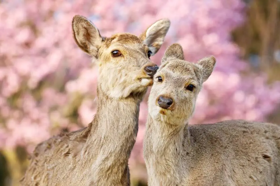 만개한 분홍빛 벚꽃 사이로 사슴들이 한가롭게 거닐며 나라에서 가장 치유적이고 고전적인 봄 풍경을 만들어냅니다.