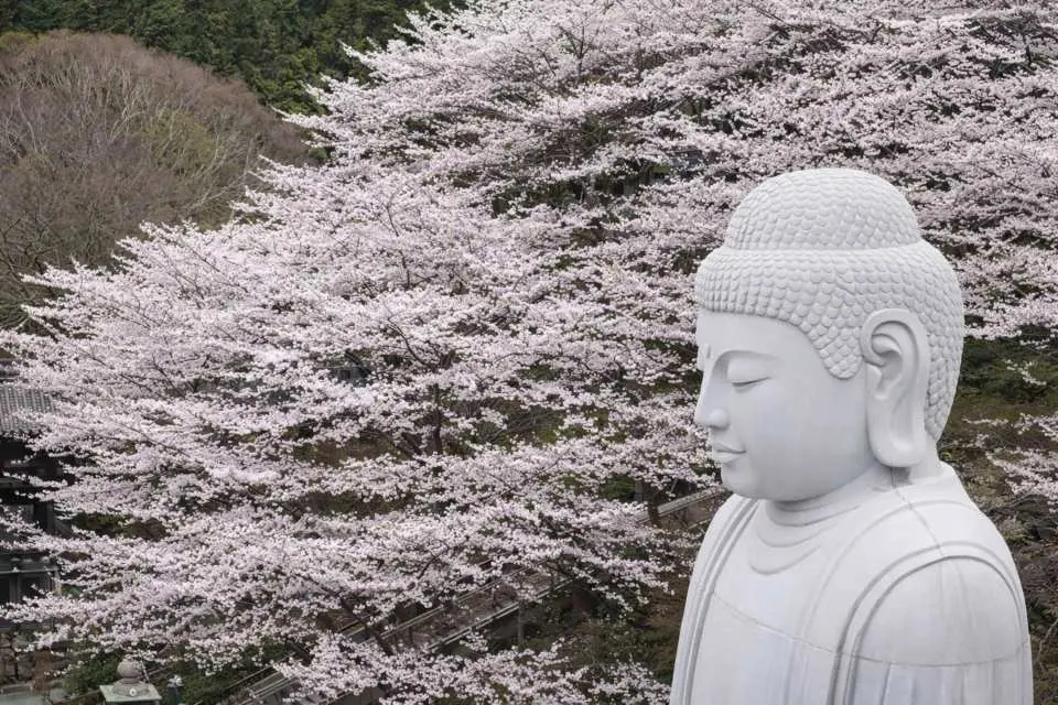 쓰보사카지 절의 거대한 불상은 만개한 벚꽃 한가운데 고요히 자리 잡고 있으며, 그 엄숙함과 온화함은 잊을 수 없는 봄 풍경을 만들어냅니다.