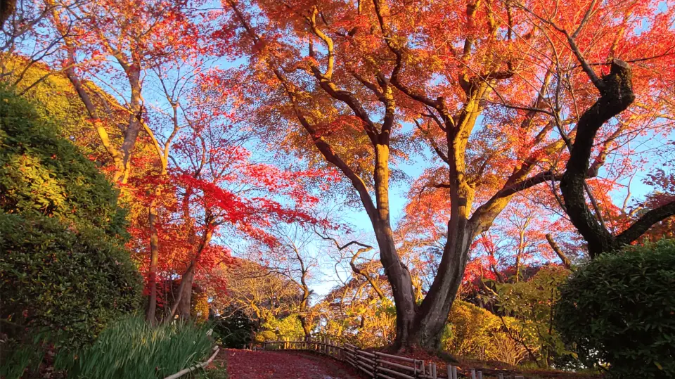 November to December - Autumn Foliage