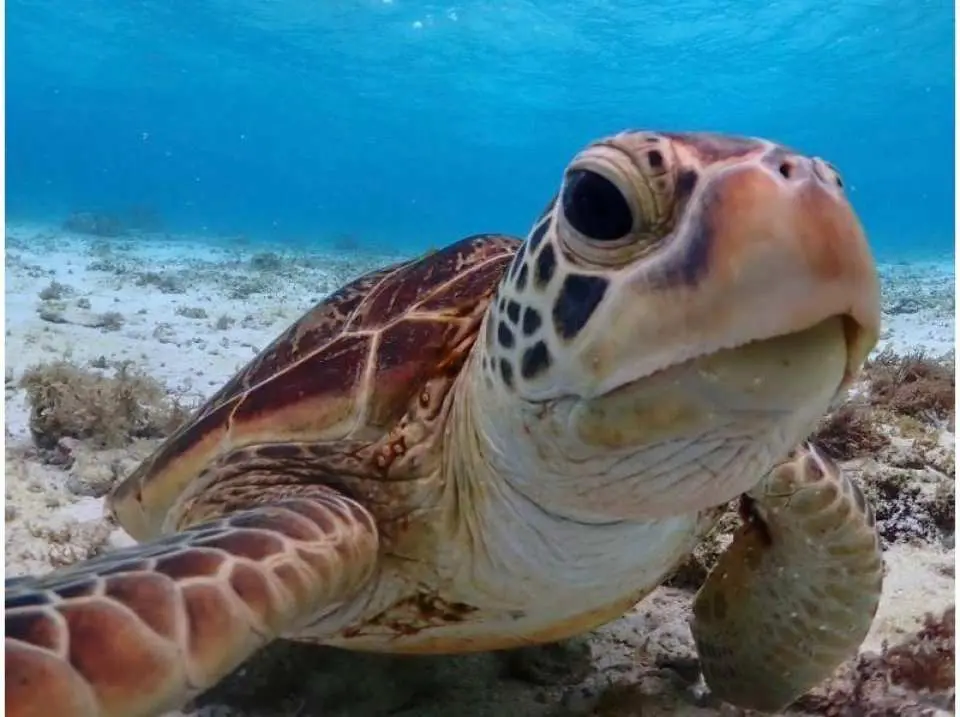 ウミガメ遭遇率世界有数！