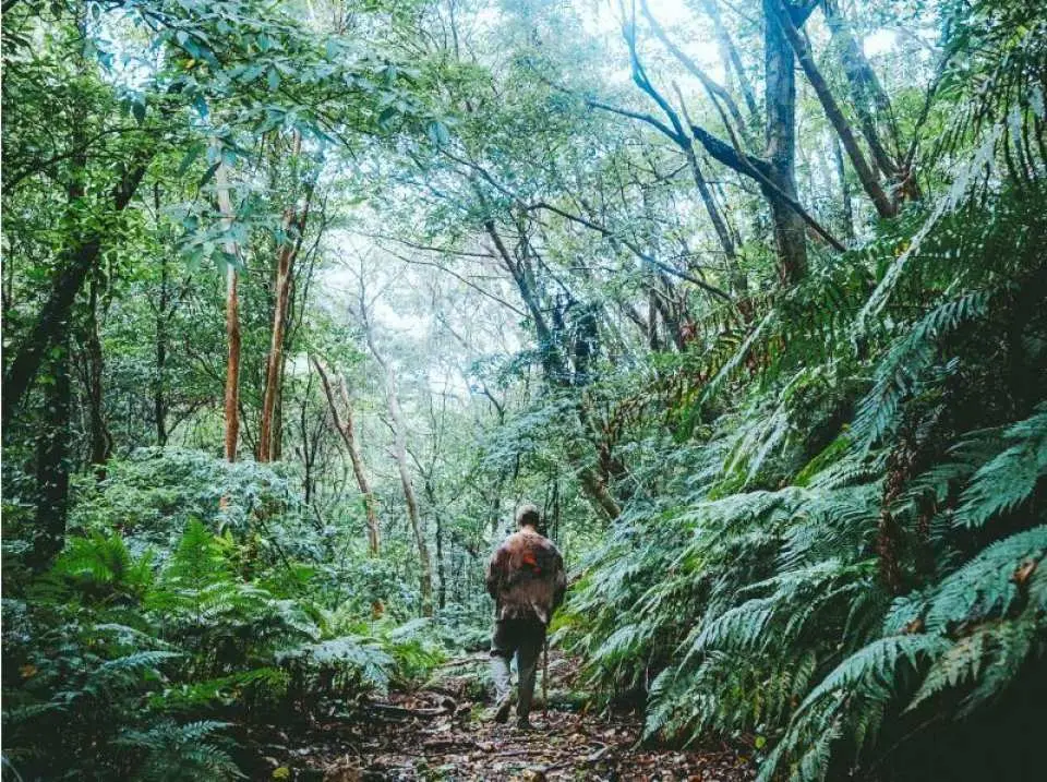 本物の自然　シダ植物の楽園