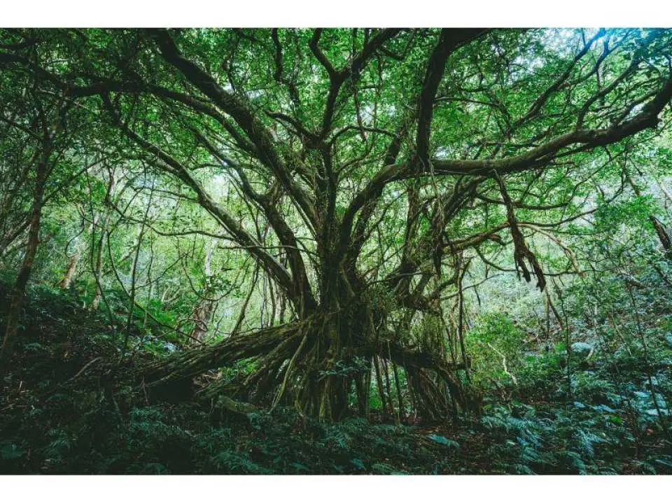 巨木から森の鼓動を感じられる　奄美随一のパワースポット