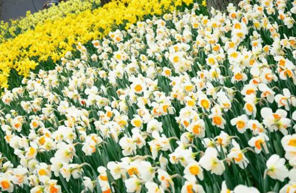 270,000 tulips and 1 million daffodils will also be in full bloom!