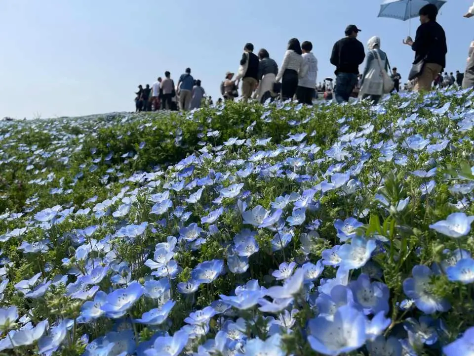 Nemophila flowers at Miharashi Hill (Miharashi no Oka) in Hitachi Seaside Park