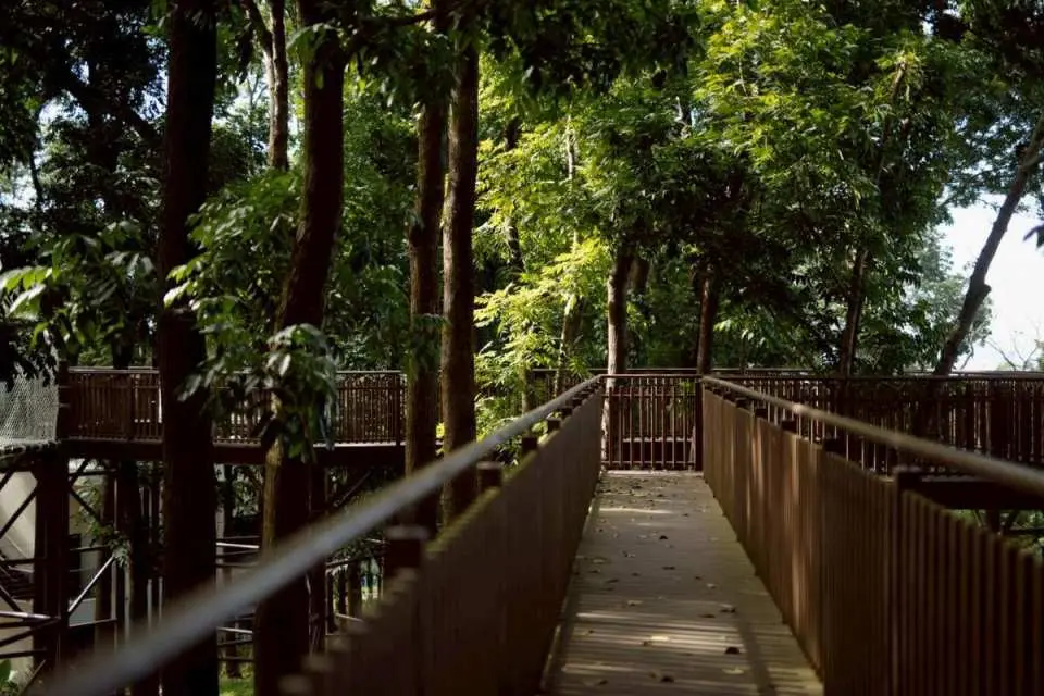 藍色小精靈空中步道｜林間步行體驗：以台灣特有亞種鳥-黑枕藍鶲為名的空中步道。走在樹梢高度的步道裡慢慢前行，透過戶外探險來觀察自然、認識森林進行貼近大自然的五感體驗。
