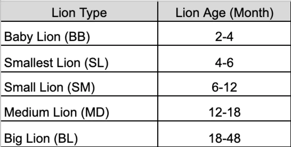 사자의 종류 및 나이