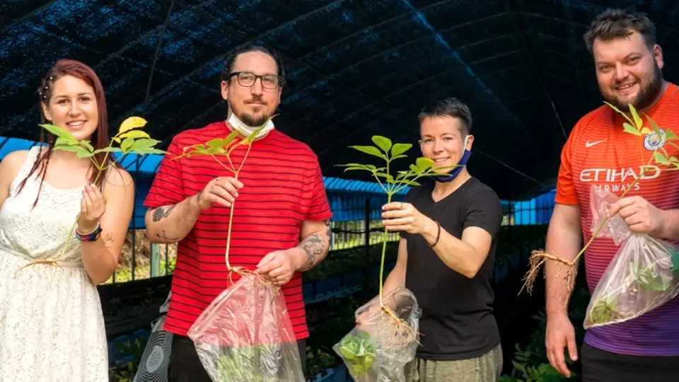 親手把人參從土裡挖出來！像尋寶一樣充滿驚喜，每一根都是親自收穫的成就感，超有趣！