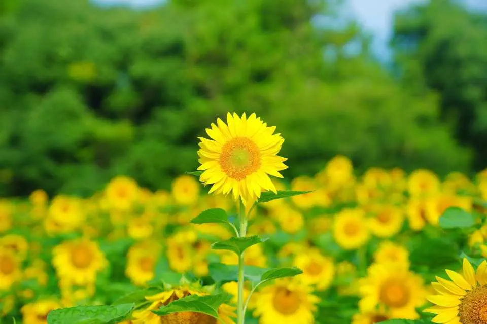 夏は、標高が高いため比較的涼しく過ごせるのが特徴です。くじゅう連山を背景に咲き誇るひまわりは、力強いエネルギーを感じさせてくれます。
