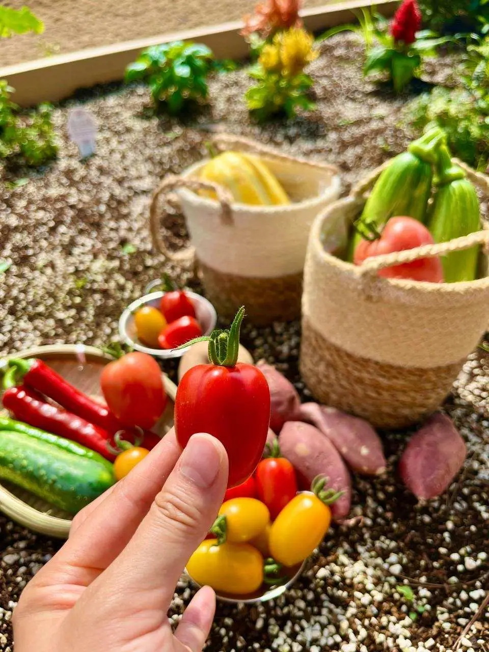 春季（5～6月）可体验豌豆与马铃薯采收，夏季（7～8月）则可采摘蓝莓与苹果西瓜，感受不同季节的丰收喜悦。特别是在夏季期间，园区还设有小型戏水池，让小朋友尽情玩水消暑，亲子同游更加轻松有趣。