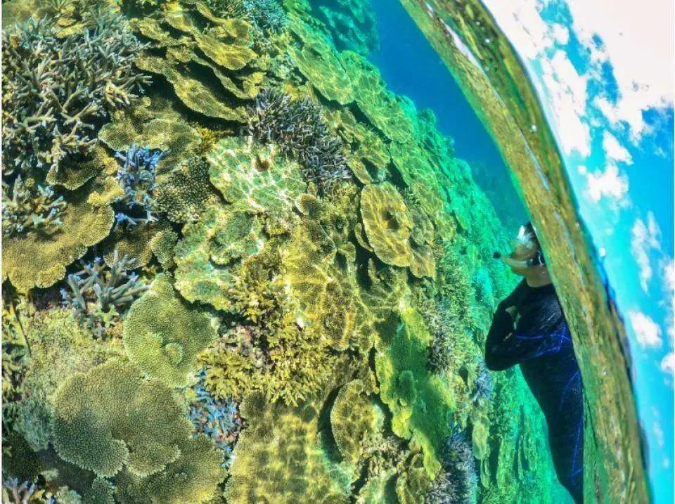 世界に誇る珊瑚の群生エリア