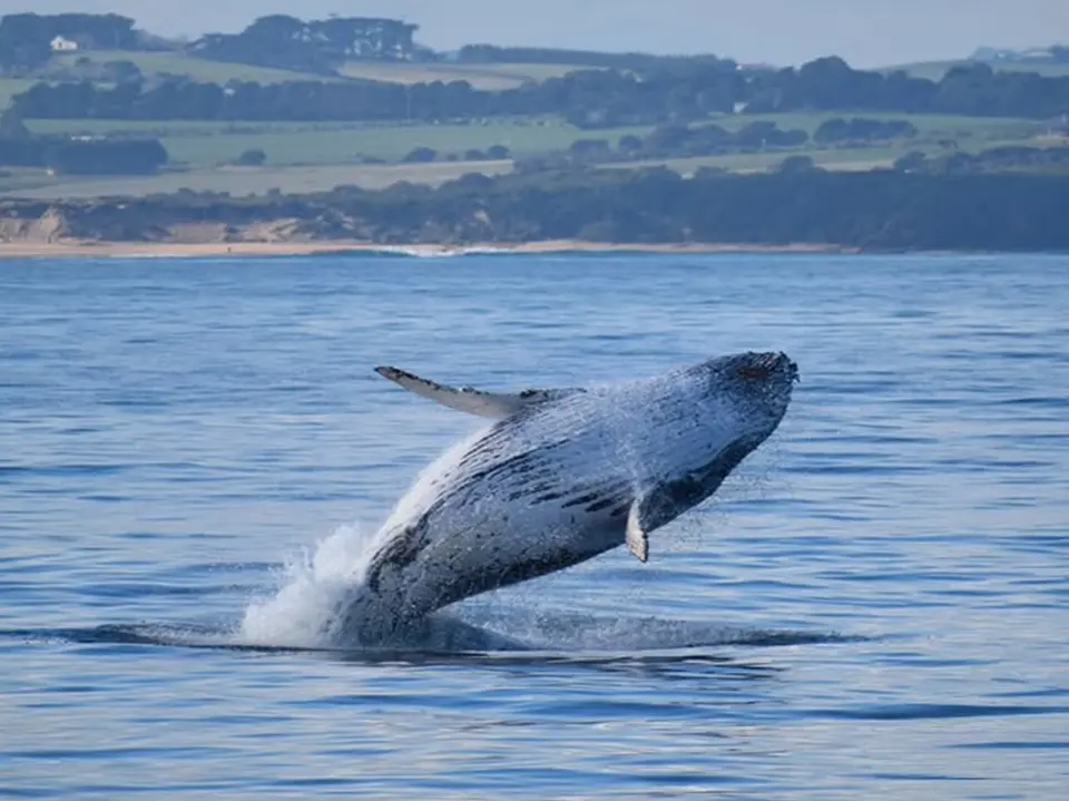海で自由に泳ぐクジラを眺める