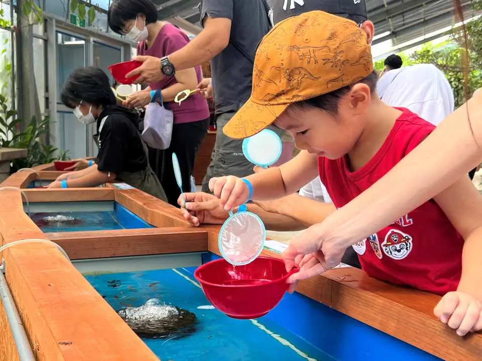 撈熱帶魚體驗每人限1次（含2張紙網）