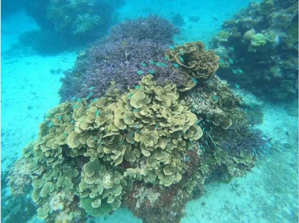 A breathtaking coral reef system