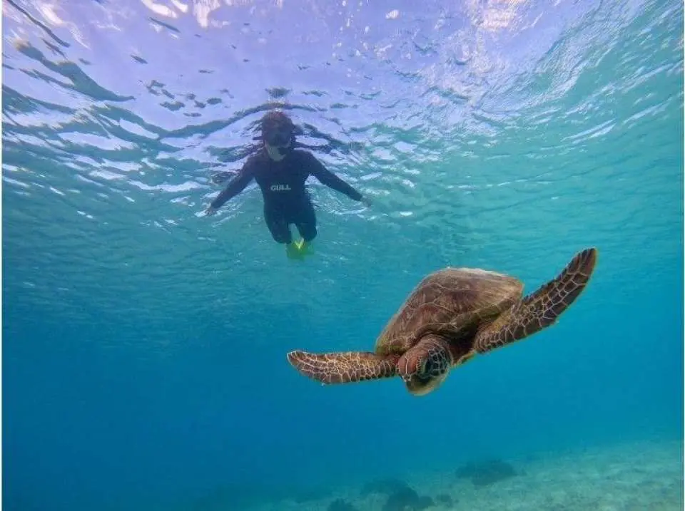 Let's swim with wild sea turtles.