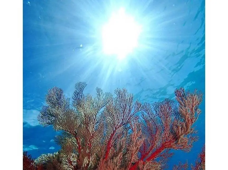 Many colorful marine creatures will also greet you.