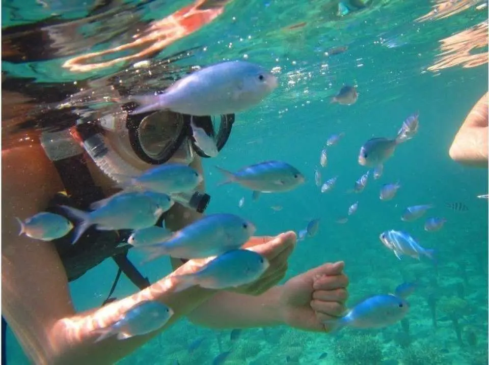 沢山の熱帯魚が生息しています。