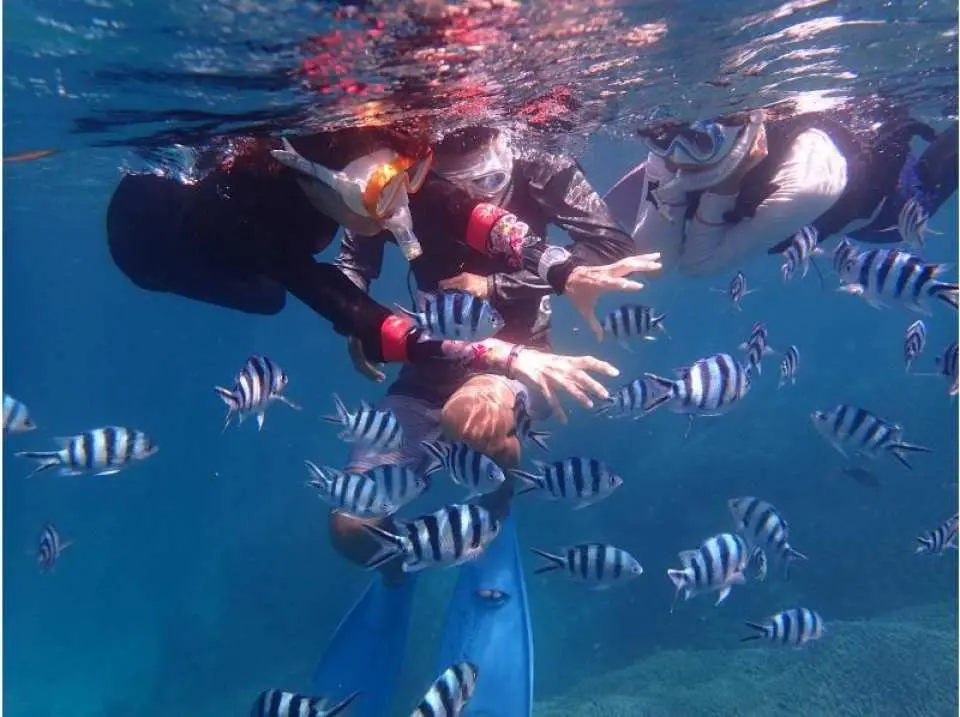 南国のお魚たちと泳ぐ！