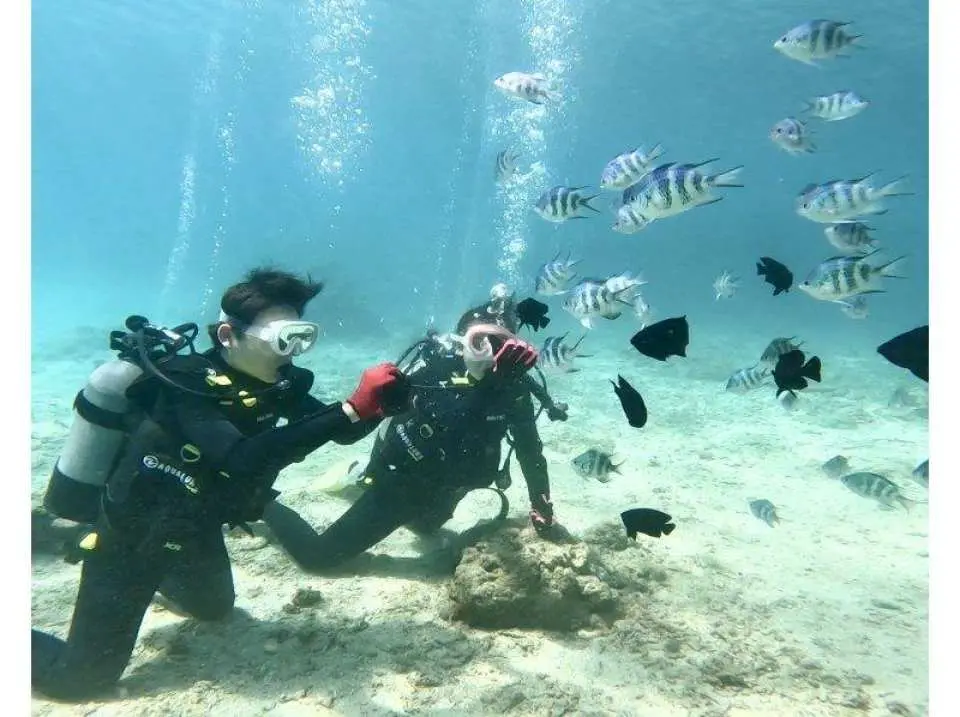 餌やり体験。青の洞窟探検からの帰り道は透明度バッチリの水中散歩＆魚に餌やり体験。
余裕があれば水中から見る太陽はとても綺麗です。ダイビングに挑戦したからこそみれる景色です♪