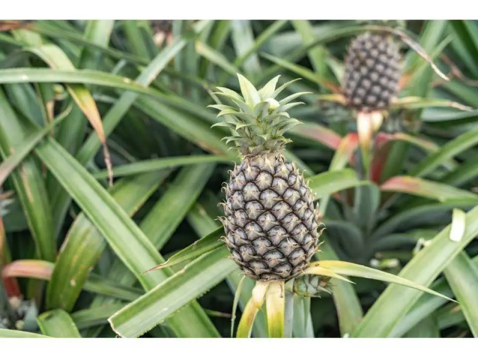 Harvesting experience! Take a bite out of a pineapple!