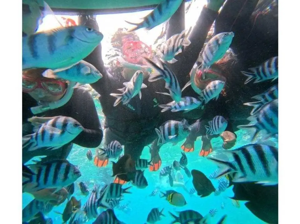 フレンドリーな魚たち