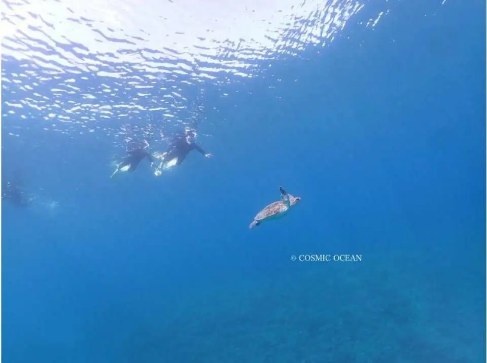 Sea turtle spotted