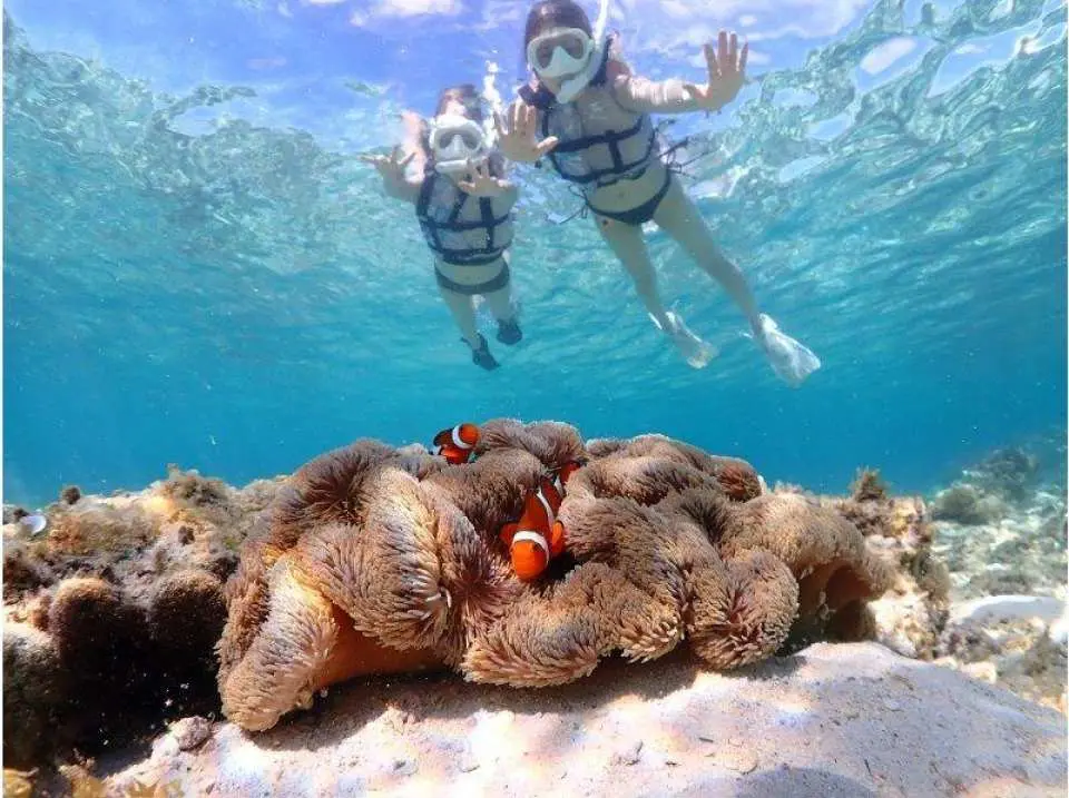 You can also encounter clownfish!