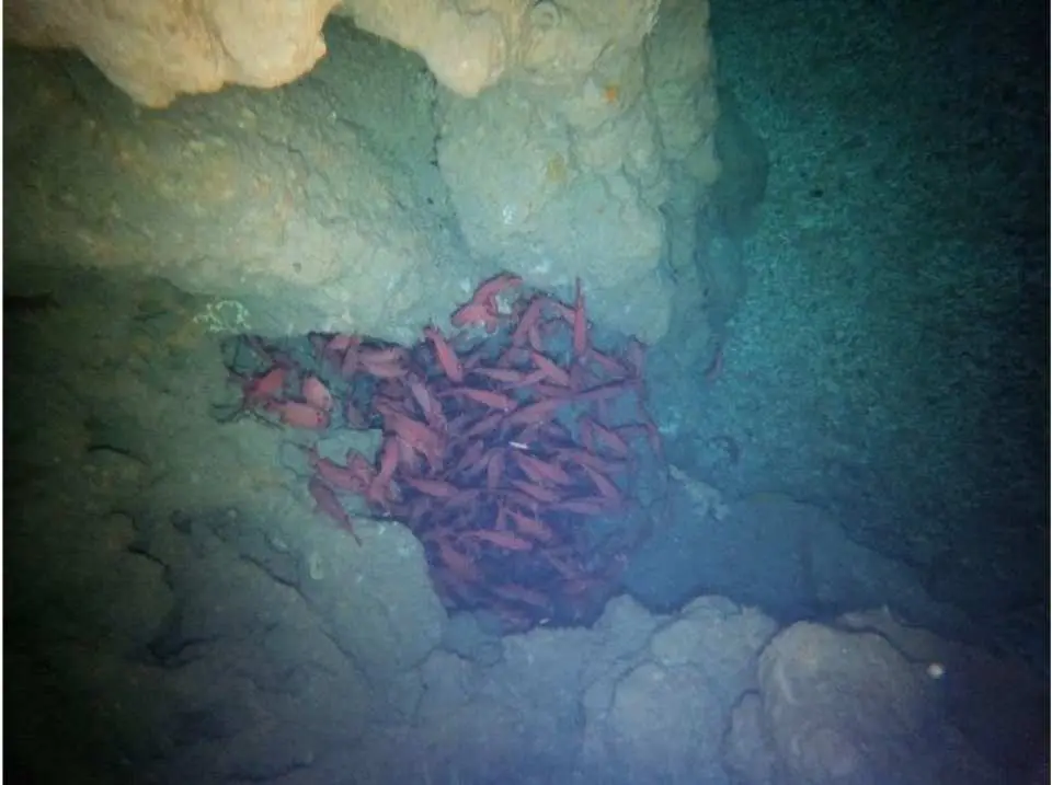 青の洞窟内のお魚を紹介。暗いところで生息しているお魚を紹介