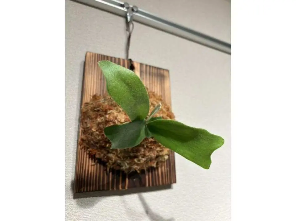 完成のイメージです
