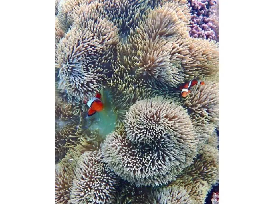 You can see all sorts of creatures!!