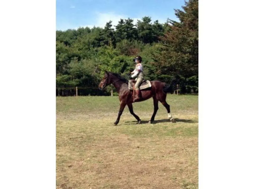 インストラクターが乗馬の基本をやさしくお教えいたします
