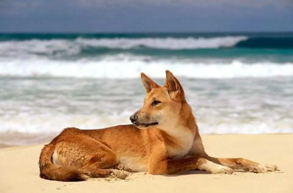 Spot wild Wangari (dingo), wild dolphins & dugongs