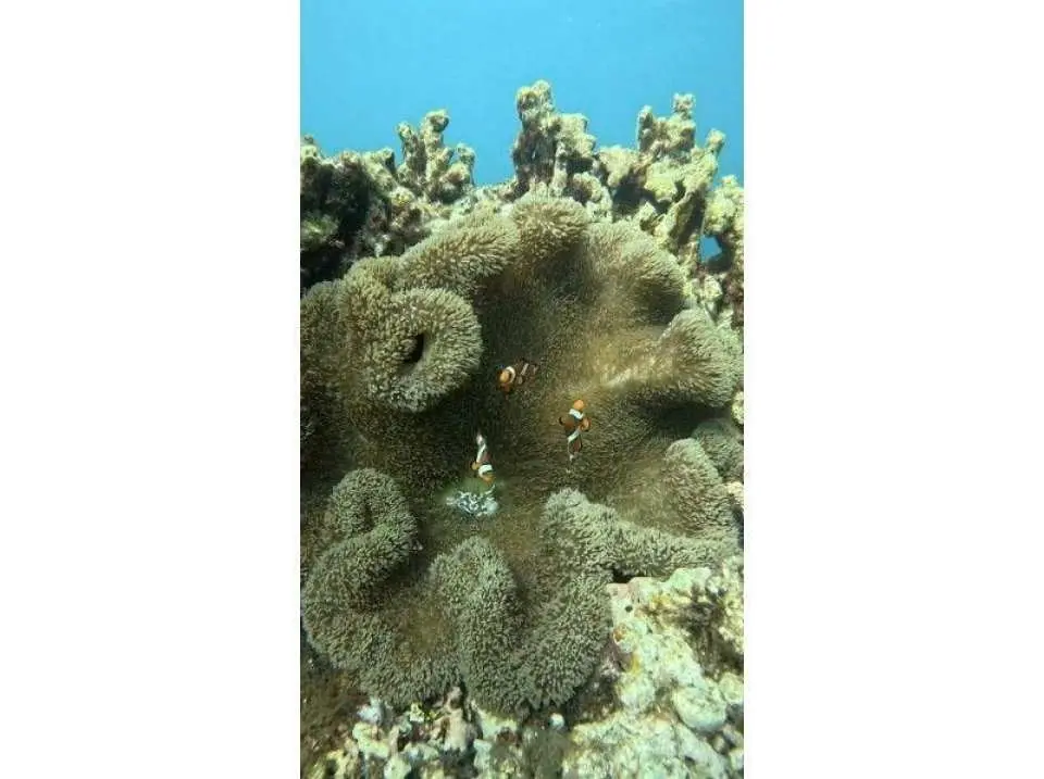 ウミガメの他にも海には生き物がたくさん！