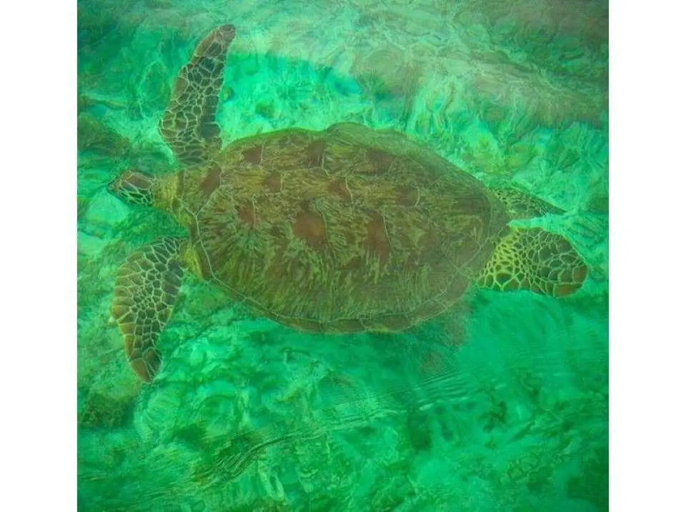 你很有可能看到海龟！