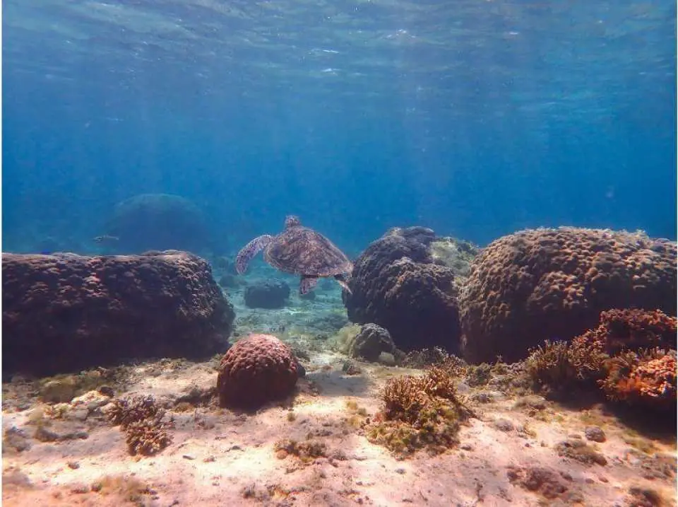 I saw a turtle!