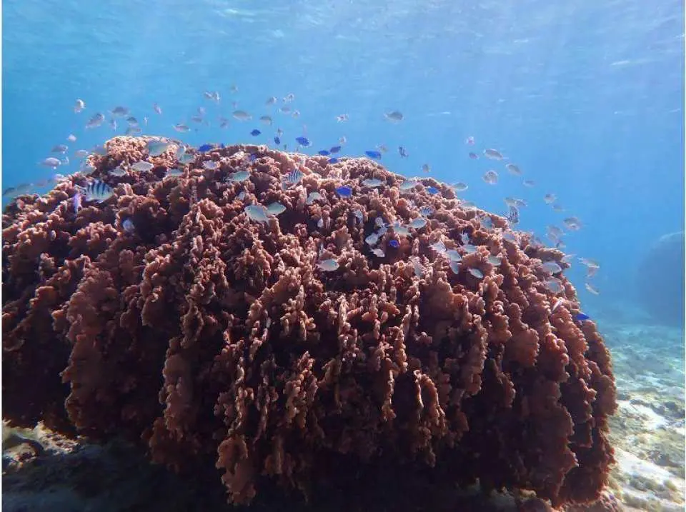 I was moved by the sight of the coral and fish.