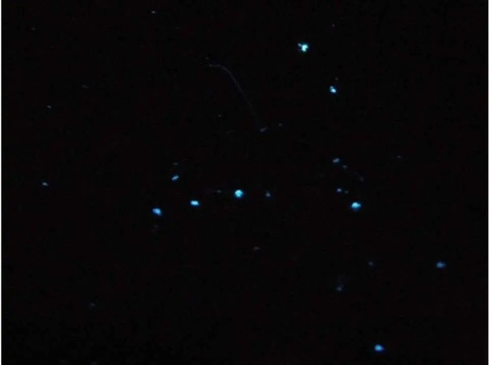 夜の海に現れる、光の妖精