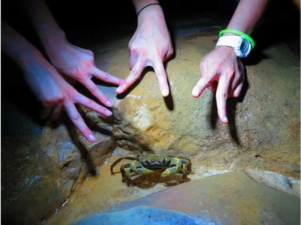 珍しい夜行性の生物達との出会い