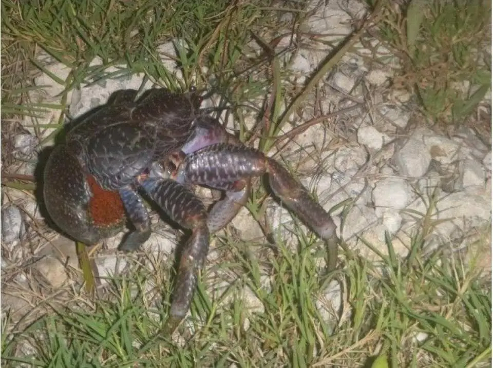 I want to encounter nocturnal creatures I've never seen before.